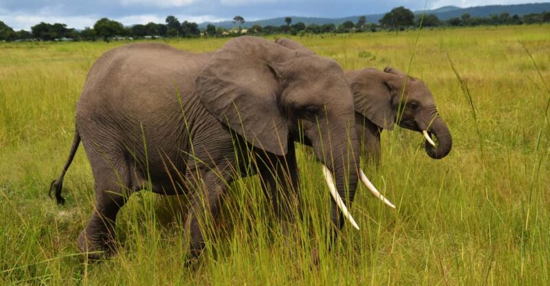 Mikumi National Park & Udzungwa Waterfalls 4-Day Tour - Practical Details & Tips