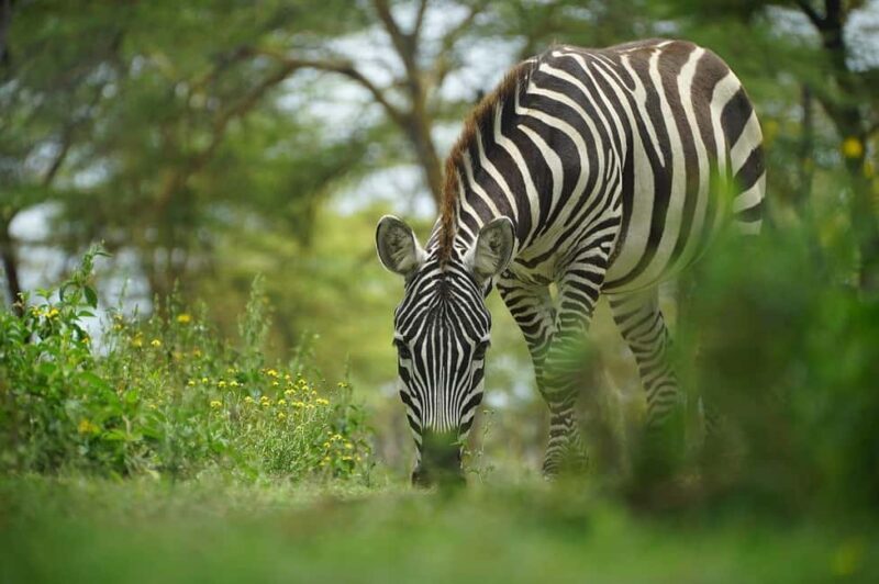 Mikumi Np Cheap & Luxury safari 2 Days From: Dar es salaam - Introduction to the Mikumi Safari Experience