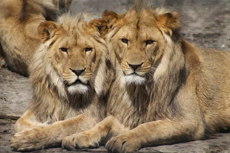 Mikumi Np Cheap & Luxury safari 2 Days From: Dar es salaam - Practical Tips for Your Safari