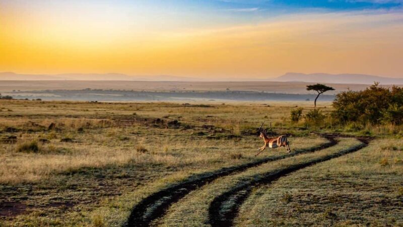 Mikumi Np Cheap & Luxury safari 2 Days From: Dar es salaam - Frequently Asked Questions (FAQs)