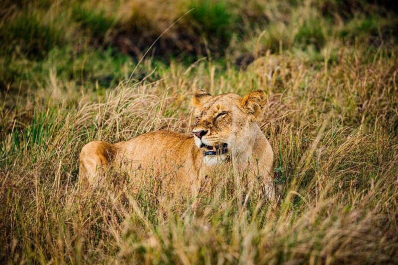 Mikumi NP safari & Maasai village & sunset: 2 days 1 night - A Complete Look at the 2-Day Mikumi Safari & Maasai Experience