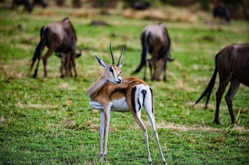 Mikumi NP safari & Maasai village & sunset: 2 days 1 night - The Sum Up