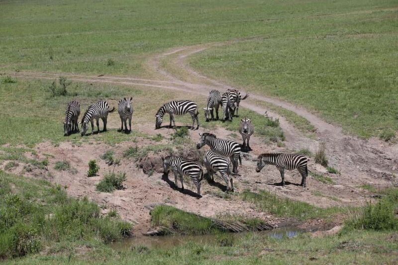 Mikumi NP safari & Maasai village & sunset: 2 days 1 night - FAQ
