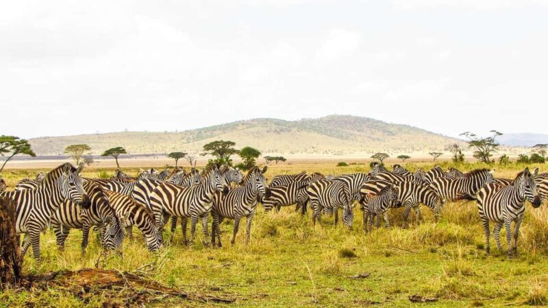 Mikumi Safari, Chizua Waterfalls & Maasai Village 3-Day Tour - A Genuine Look at the Mikumi Safari, Chizua Waterfalls & Maasai Village 3-Day Tour
