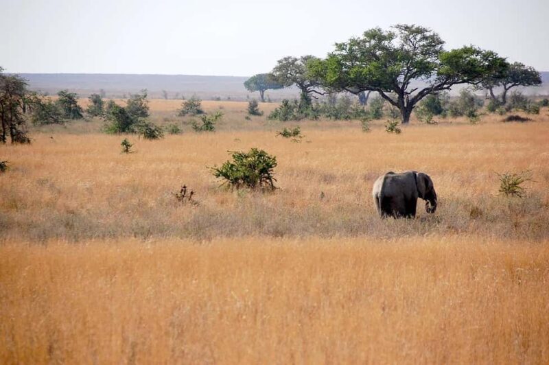 Mikumi Safari, Chizua Waterfalls & Maasai Village 3-Day Tour - Day 1: Wildlife and Nature at Mikumi National Park