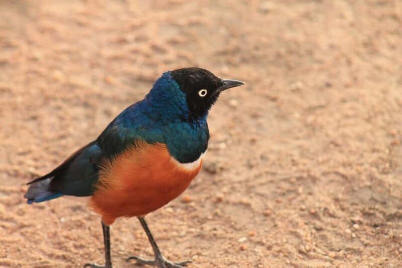 Mikumi Safari, Chizua Waterfalls & Maasai Village 3-Day Tour - FAQ