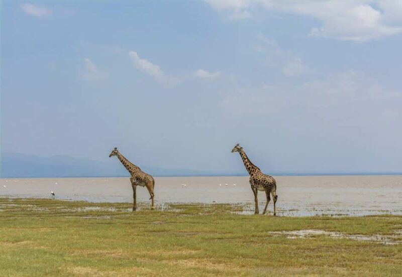 Mikumi Safari Drive - 2-Days/1 Night (Luxury) - Key Points
