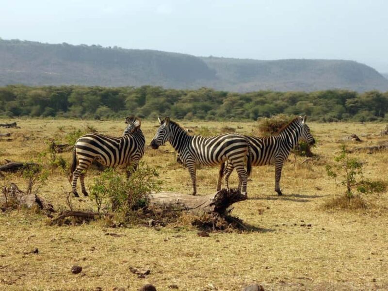 Mikumi Safari Drive - 2-Days/1 Night (Luxury) - How the Adventure Unfolds