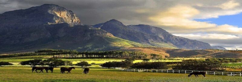 Mikumi Safari Drive - 2-Days/1 Night (Luxury) - How This Safari Stacks Up for Different Travelers