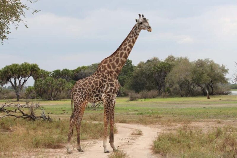 Mikumi Safari Drive - 2-Days/1 Night (Luxury) - The Sum Up: Who Is This Tour Best For?
