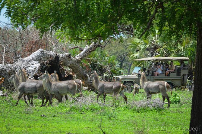Mikumi Safari Tour: Day Trip Return Flight From Zanzibar - An In-Depth Look at the Experience