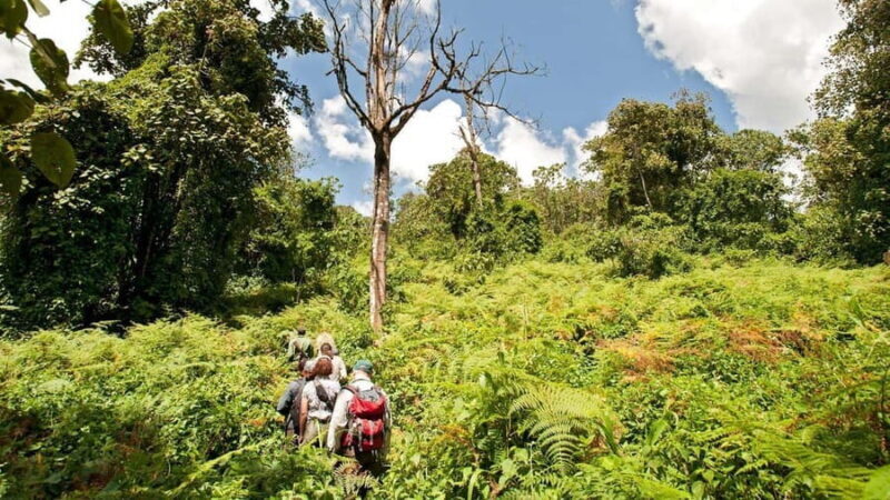 Mikumi & Udzungwa: 4-Day Safari from Zanzibar of Daressalaam - An Introduction to the Tour Experience