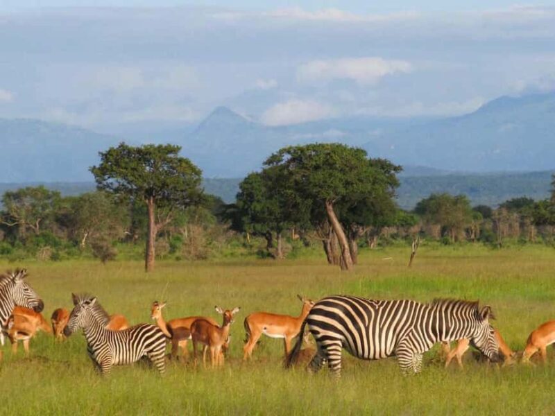 Mikumi & Udzungwa: 4-Day Safari from Zanzibar of Daressalaam - The Return Journey & Reflection
