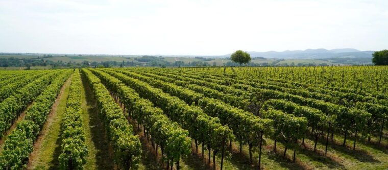 milan-brescia-franciacorta-guided-tour-with-wine-tasting