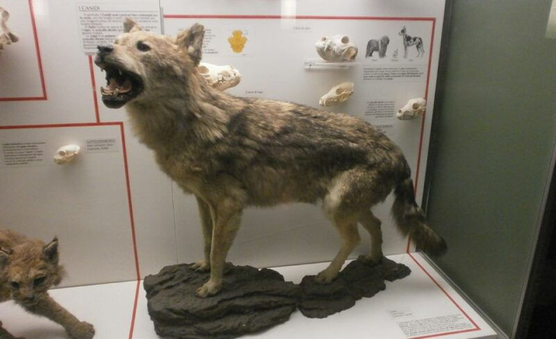 milan-natural-history-museum-entry-ticket-audio-guide