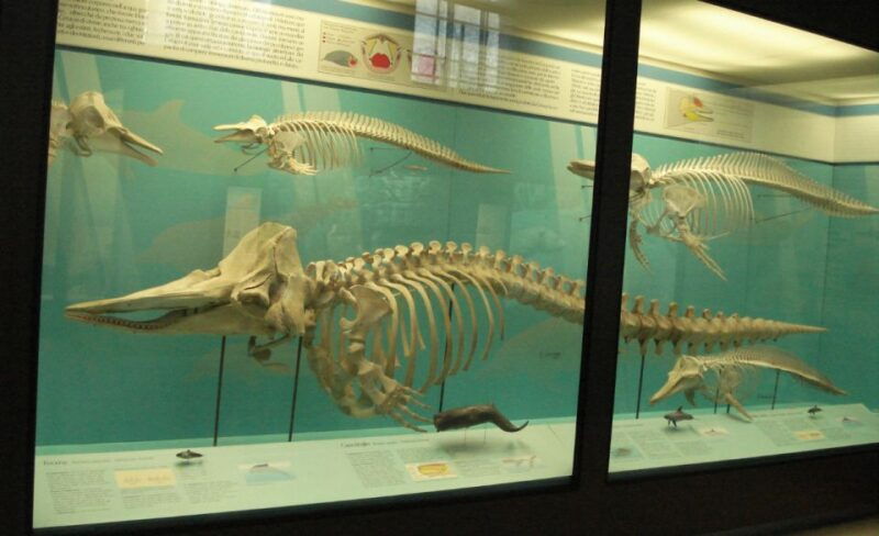 milan-natural-history-museum-entry-ticket-audio-guide