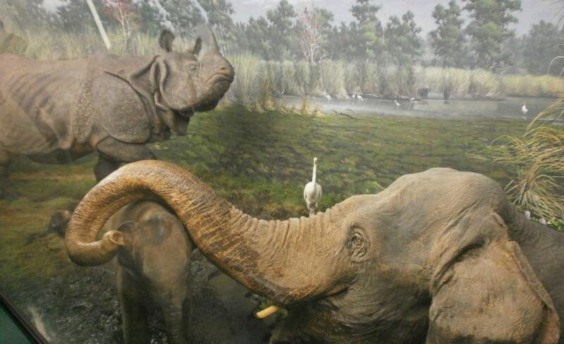 milan-natural-history-museum-entry-ticket-audio-guide