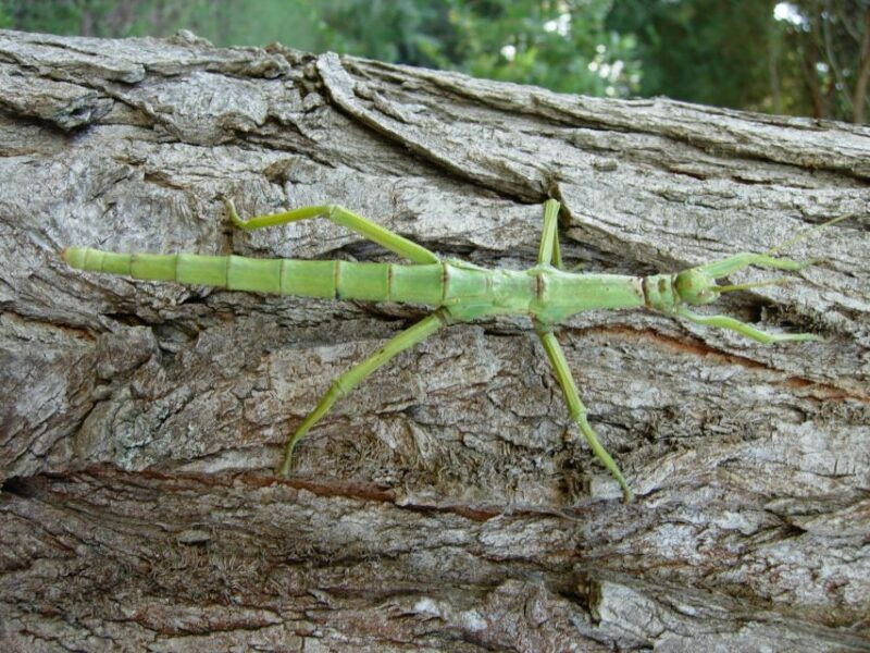 milano-marittima-butterfly-house-entry-ticket