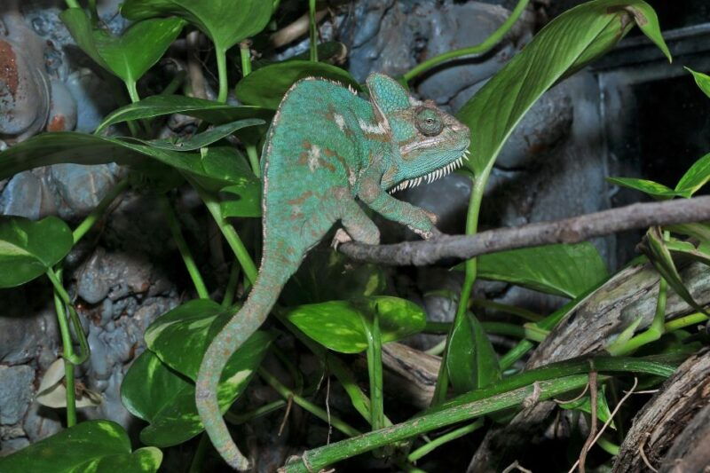 milano-marittima-butterfly-house-entry-ticket