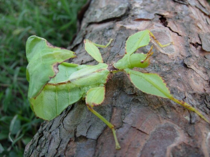 milano-marittima-butterfly-house-entry-ticket