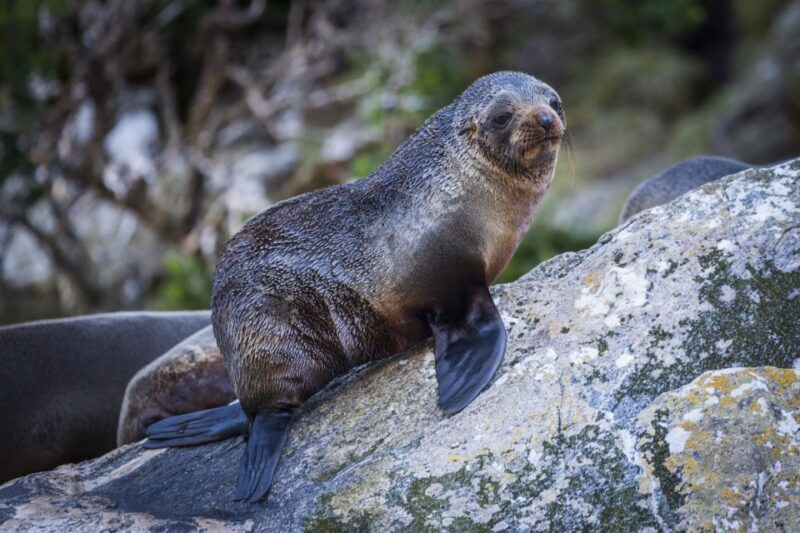 Milford Sound: 2-Hour Small Boat Scenic Cruise - Wildlife Encounters and Nature Highlights