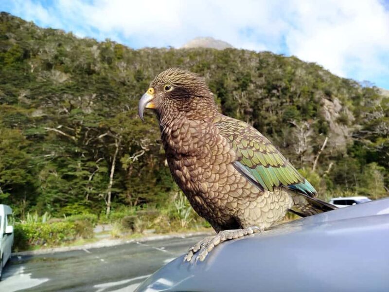 Milford Sound, Mount Cook & More: 4 Day Tour from Queenstown - FAQ: Your Practical Questions Answered