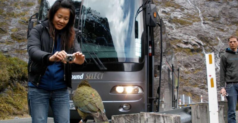 Milford Sound Premium Day Tour and Cruise from Te Anau - Who Will Love This Tour?