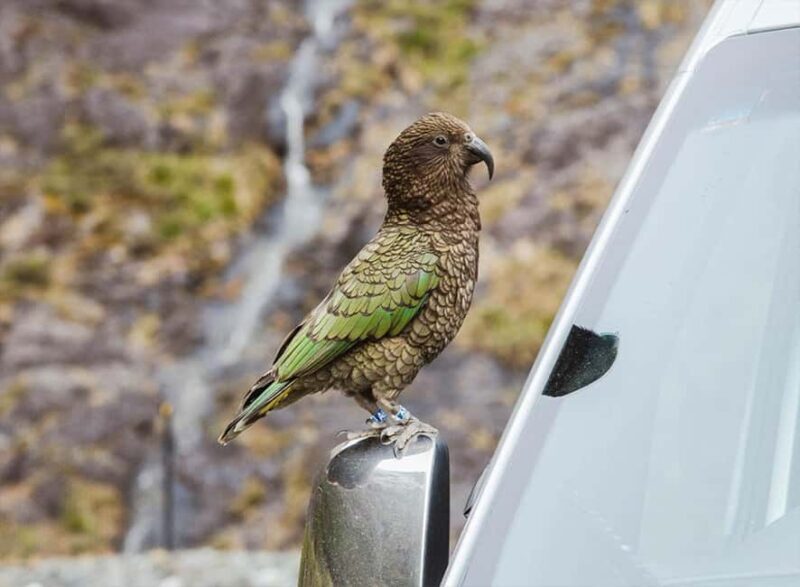 Milford Sound: Small-Group Tour from Te Anau - Key Points