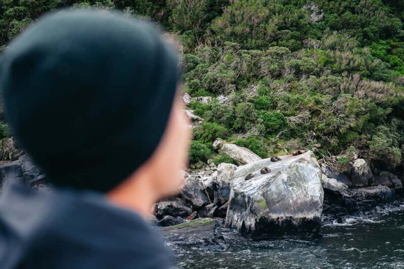Milford Sound: Waterfalls, Wildlife, and Rainforest Cruise - What the Reviews Say  