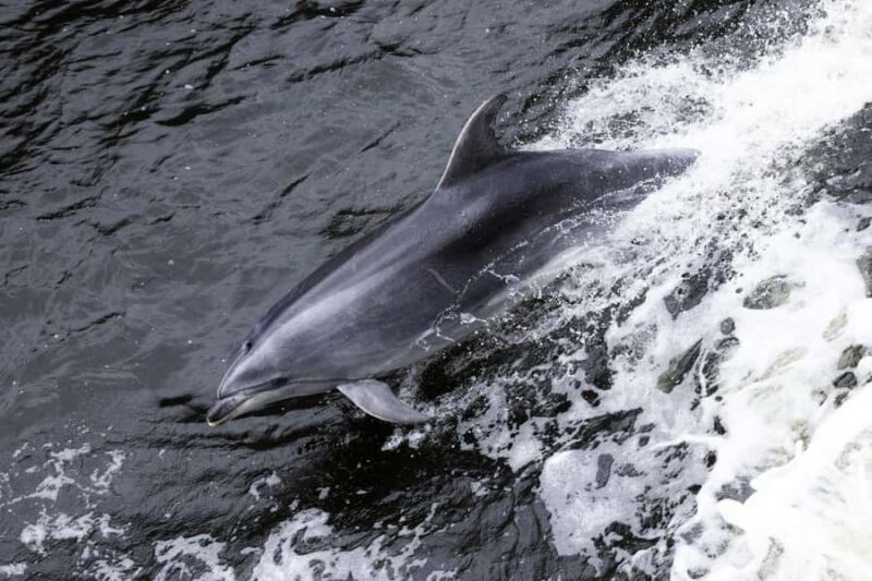 Milford Sound: Wildlife & Nature Cruises - Experiencing Milford Sound: What You Can Expect