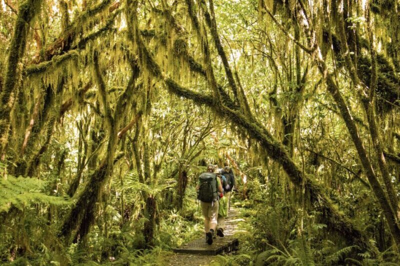 Milford Track: Full Day Guided Hike and Nature Cruise - Authentic Insights from Reviews
