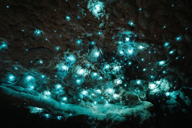 Milkyway Glowworm Cave Tour from Auckland Port - A Deep Dive into What You Can Expect