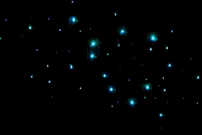 Milkyway Glowworm Cave Tour from Auckland Port - Who Is This Tour Best For?