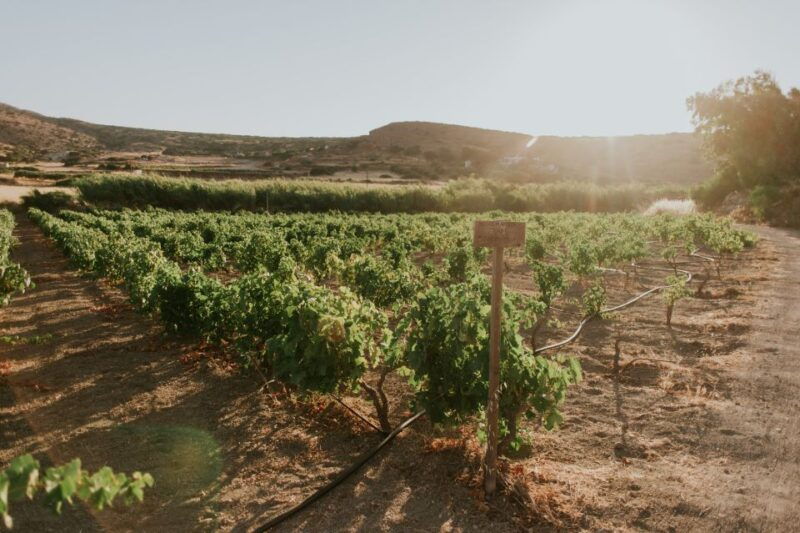 milos-island-kostantakis-winery-wine-tasting-experience