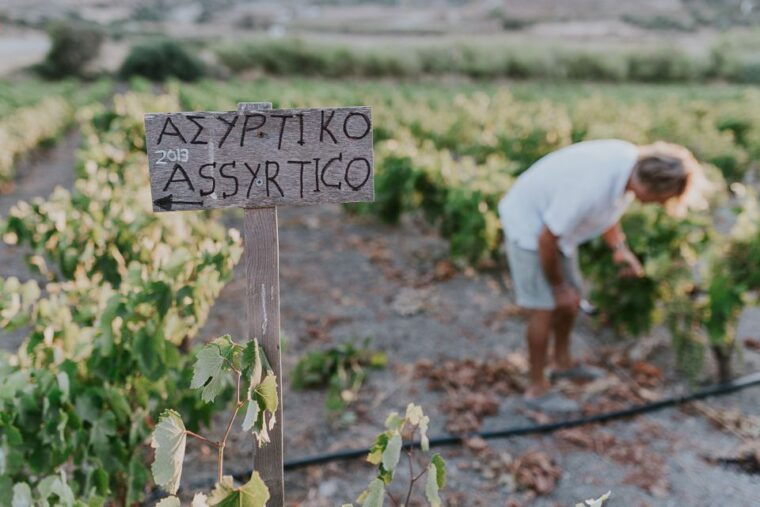 milos-island-kostantakis-winery-wine-tasting-experience
