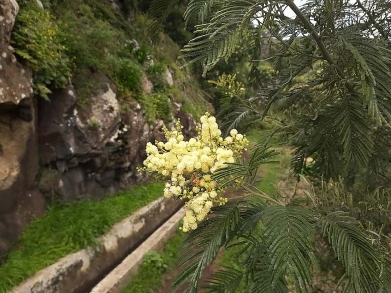 Mimosa Valley Trail: Explore Maroços - Exploring the Itinerary in Detail