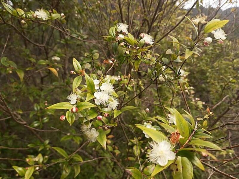 Mimosa Valley Trail: Explore Maroços - Practical Tips for the Walk