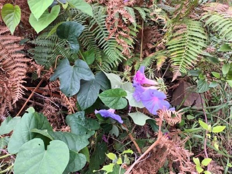 Mimosa Valley Trail: Explore Maroços - Additional Considerations