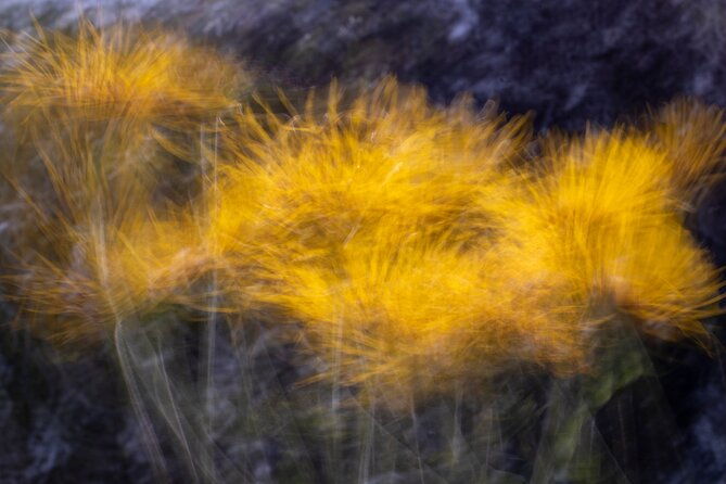 mindful-photo-walk-at-princess-pavilion-gyllyngdune-gardens