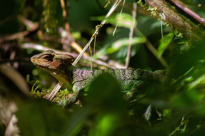 mindo-cloud-forest-birding-and-naturalist-tour