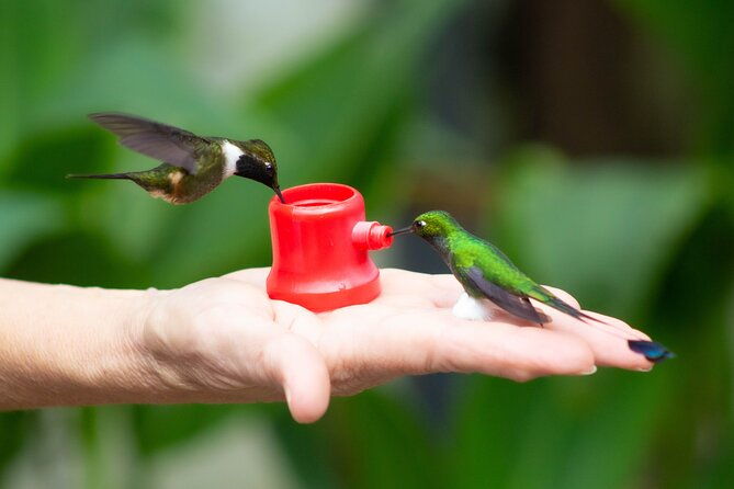 mindo-cloud-forest-birding-and-naturalist-tour