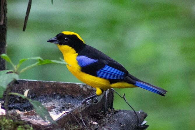 mindo-cloud-forest-birding-and-naturalist-tour