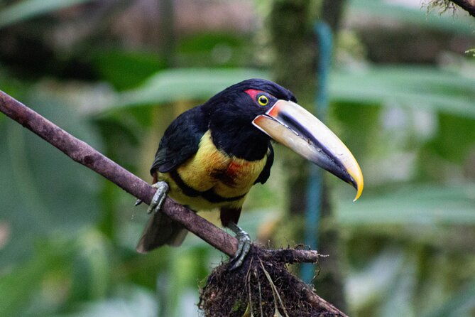 mindo-cloud-forest-birding-and-naturalist-tour