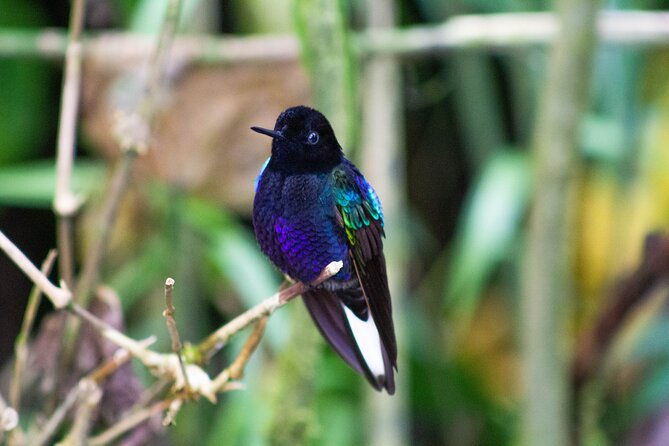 mindo-cloud-forest-birding-and-naturalist-tour