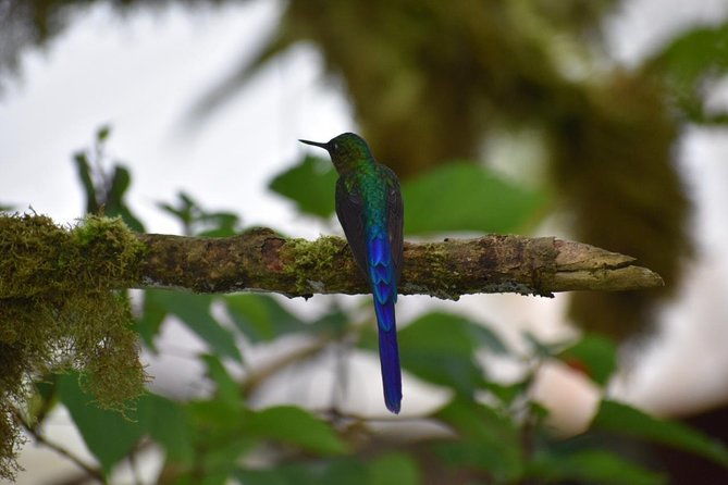mindo-cloud-forest-full-day-from-quito