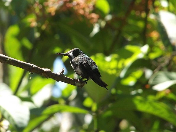 mindo-cloud-forest-private-day-trip-from-quito