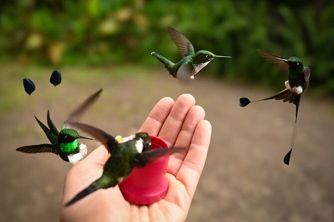 mindo-cloud-forest-private-tour-birdwatching-birds-nature
