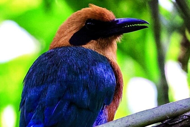 mindo-cloud-forest-private-tour-birdwatching-birds-nature