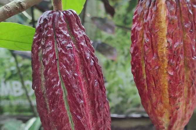 mindo-tour-with-traditional-breakfast-at-hummingbirds-sanctuary