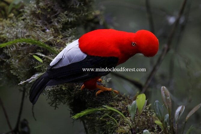 mindocloudforest-daytour-privateby-richard-hernandez-customizable